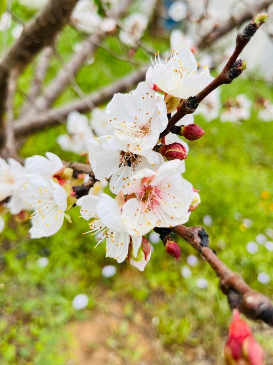 Villa Le Jasmin Oulad Bou Abdallah エクステリア 写真